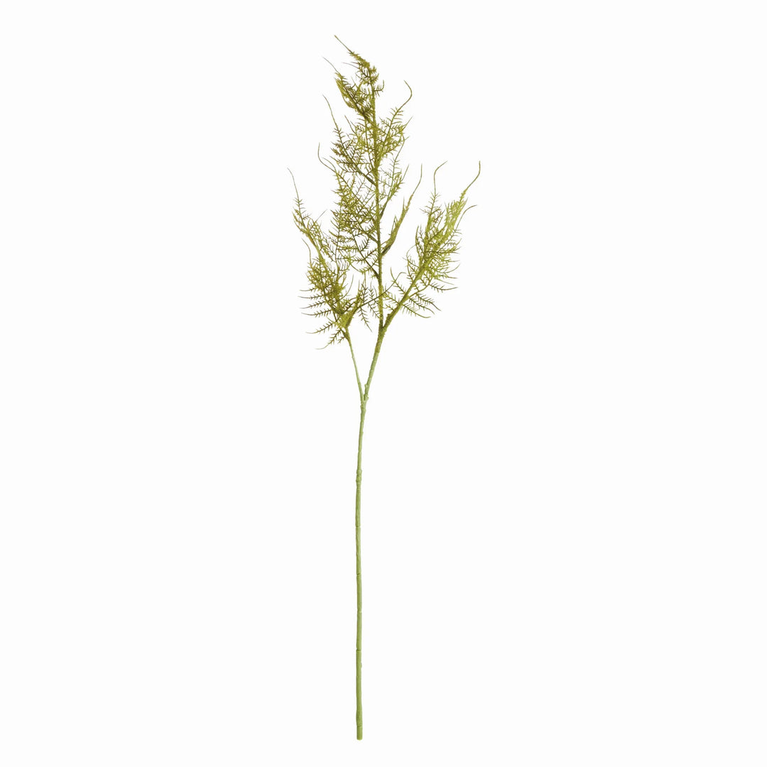 Plumosa Stems, Set Of 6 – Modern Organic