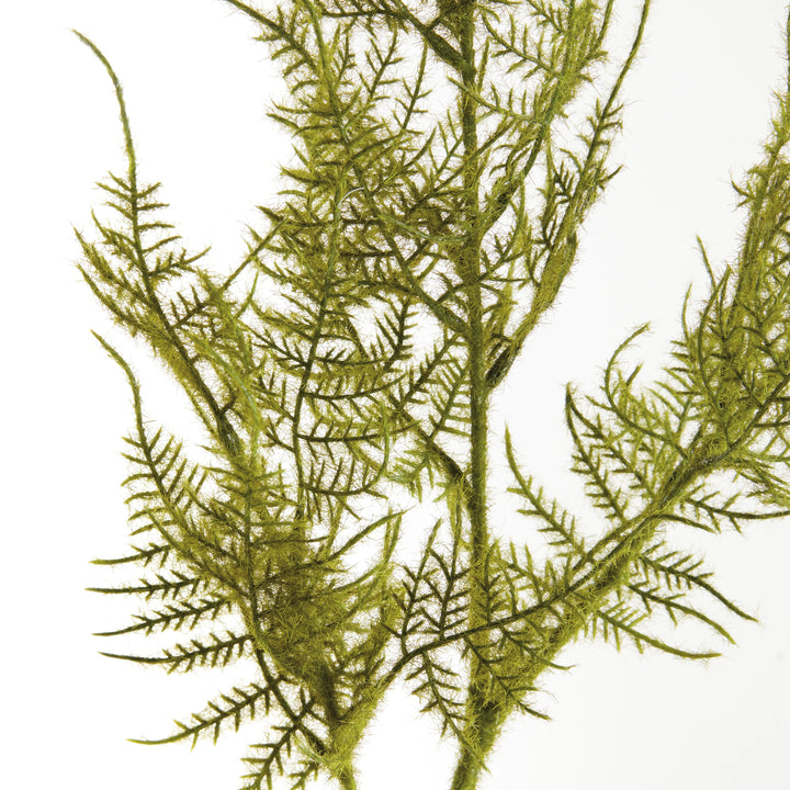 Plumosa Stems, Set Of 6 – Modern Organic