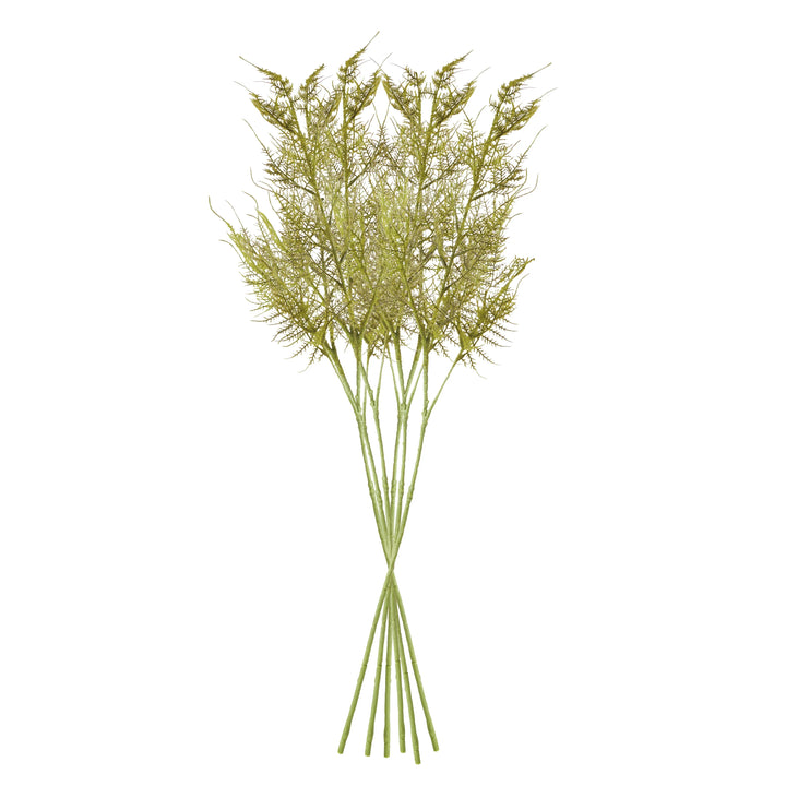Plumosa Stems, Set Of 6 – Modern Organic