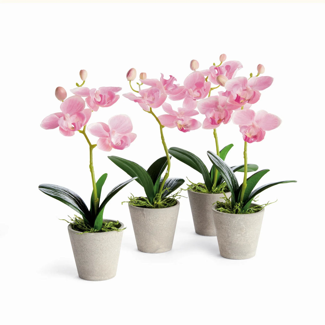 Mini Phalaenopsis Orchids Potted 9", Set Of 4 – Modern Organic