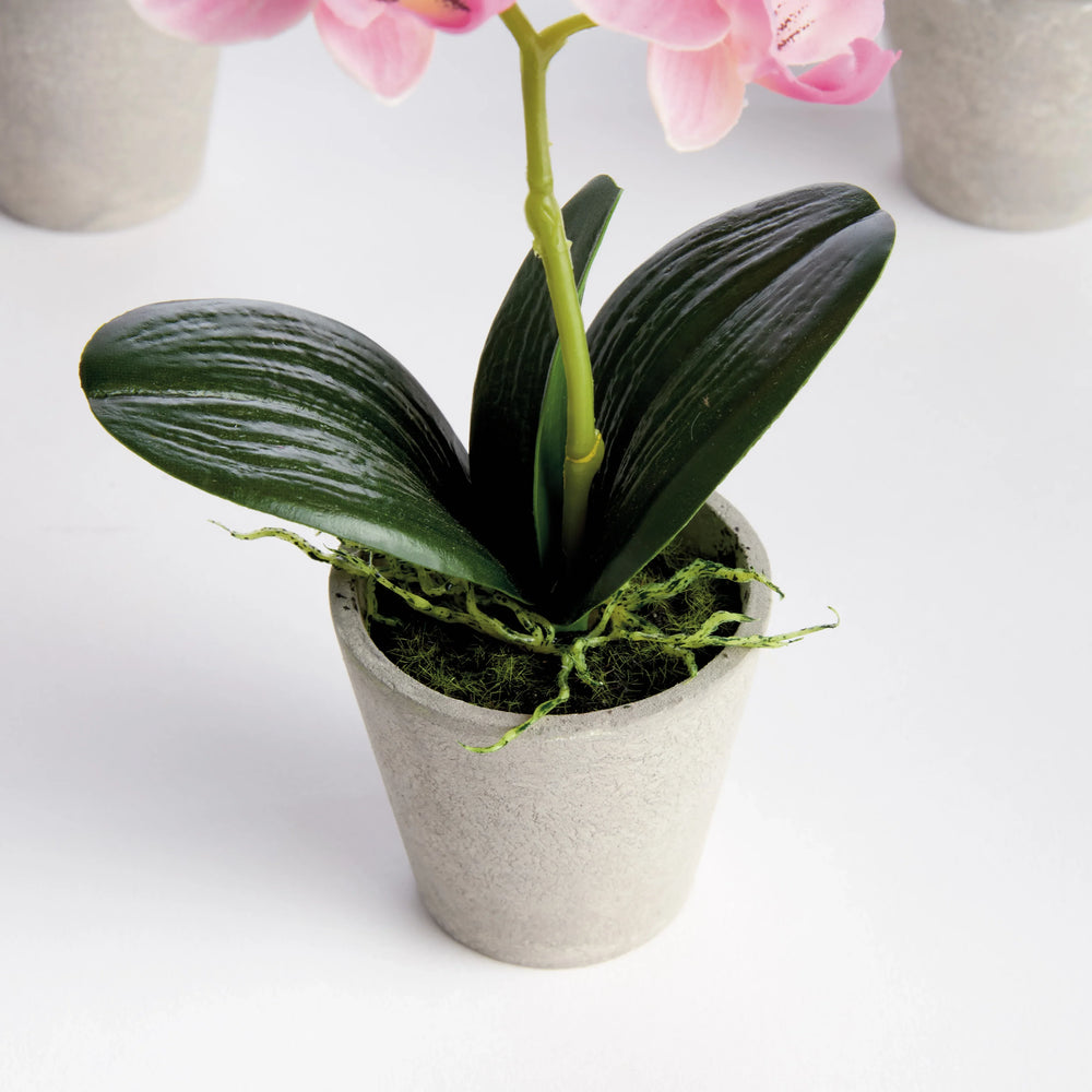 Mini Phalaenopsis Orchids Potted 9", Set Of 4 – Modern Organic