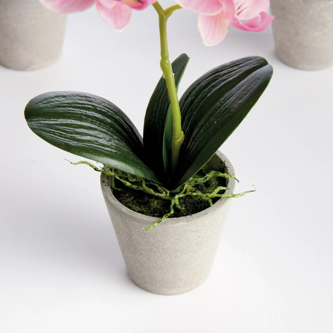 Mini Phalaenopsis Orchids Potted 9", Set Of 4 – Modern Organic