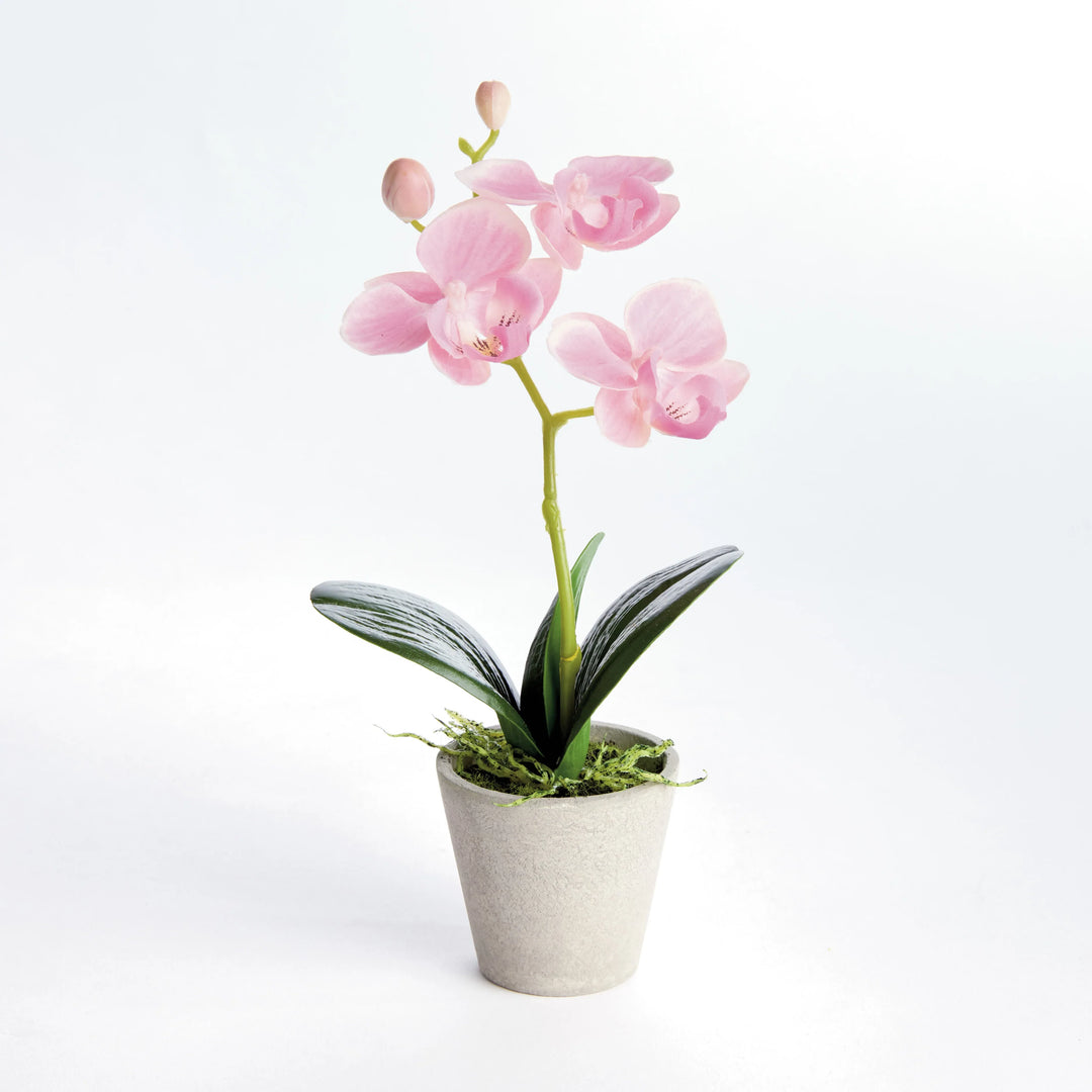 Mini Phalaenopsis Orchids Potted 9", Set Of 4 – Modern Organic