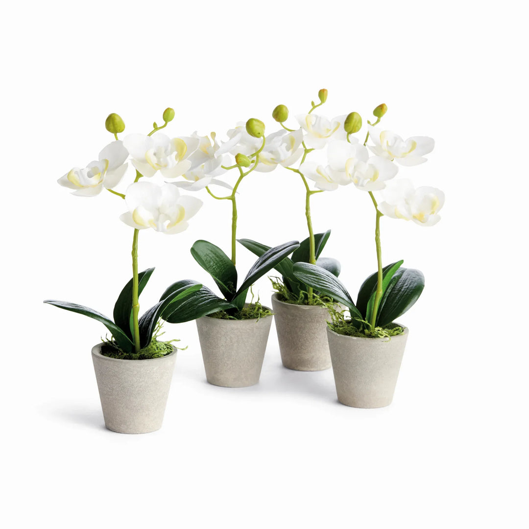 Mini Phalaenopsis Orchids Potted 9", Set Of 4 – Modern Organic