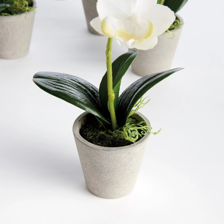 Mini Phalaenopsis Orchids Potted 9", Set Of 4 – Modern Organic