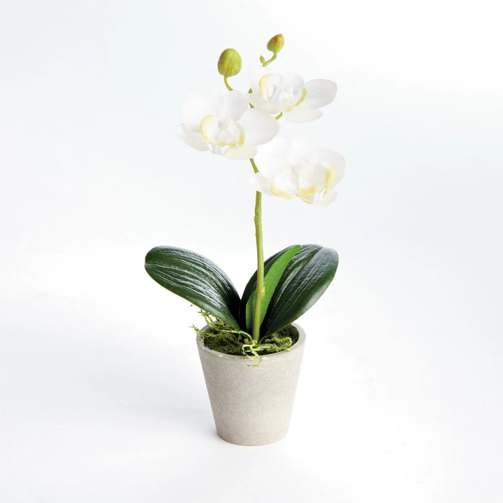 Mini Phalaenopsis Orchids Potted 9", Set Of 4 – Modern Organic