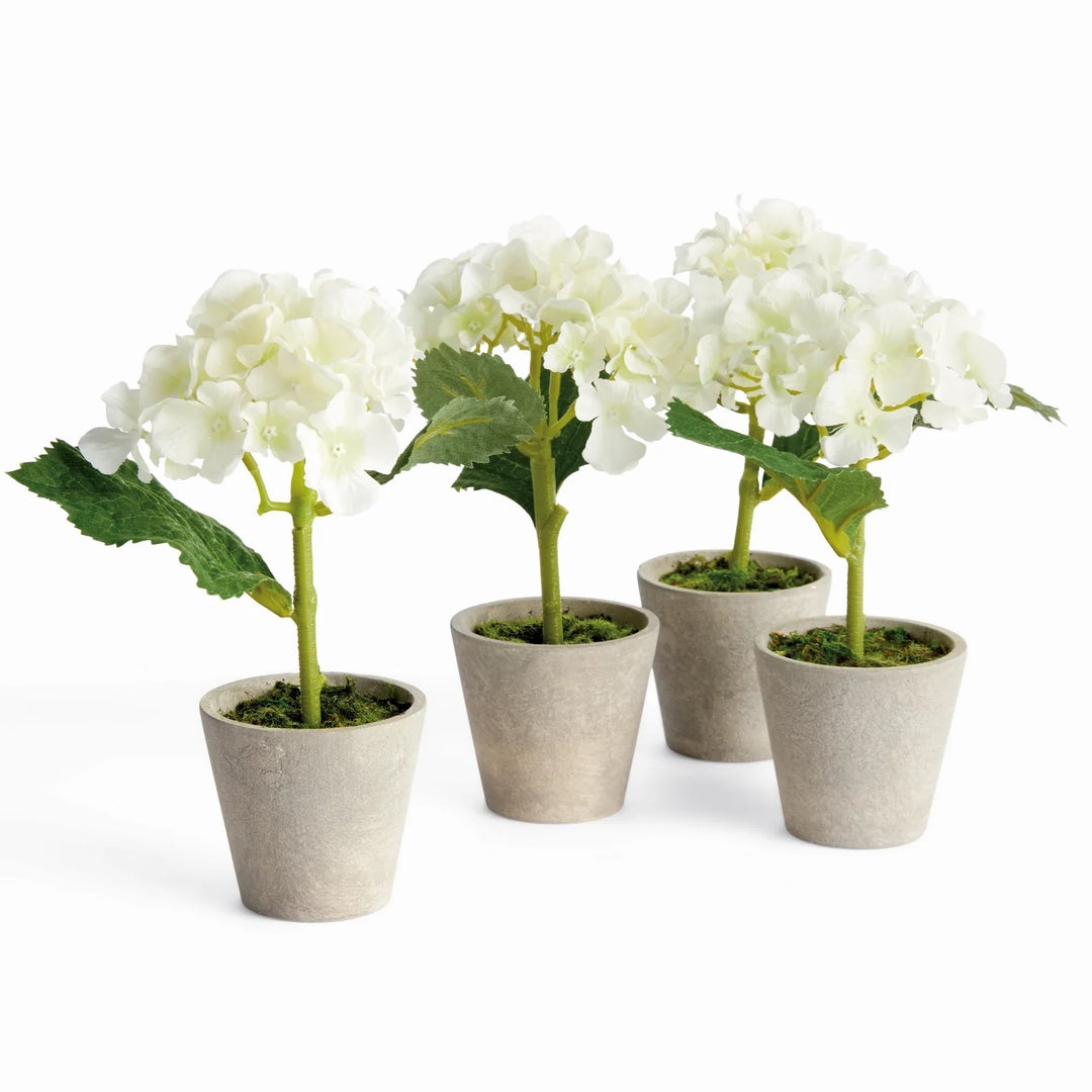 Mini Hydrangea Potted 8", Set Of 4 – Modern Organic
