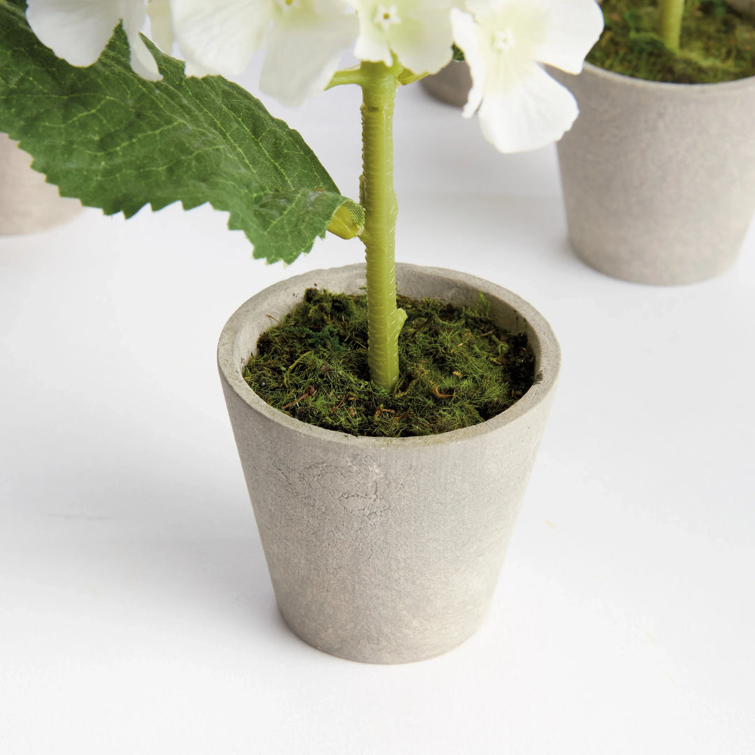 Mini Hydrangea Potted 8", Set Of 4 – Modern Organic