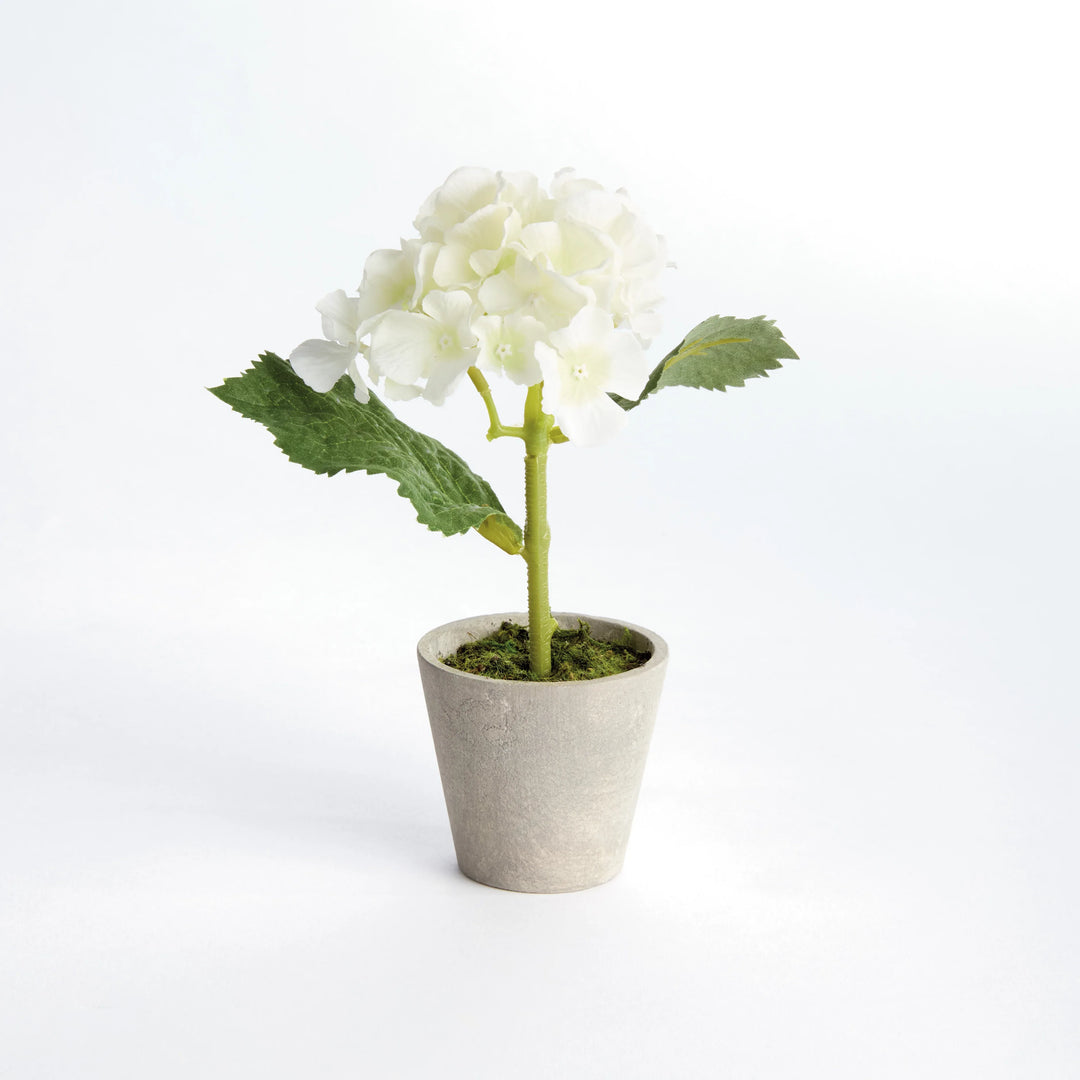 Mini Hydrangea Potted 8", Set Of 4 – Modern Organic