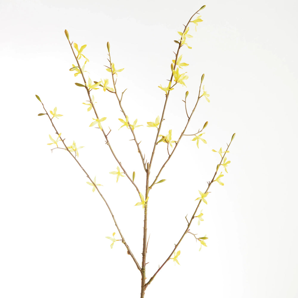 Forsythia Stems 47", Set Of 6 – Modern Organic
