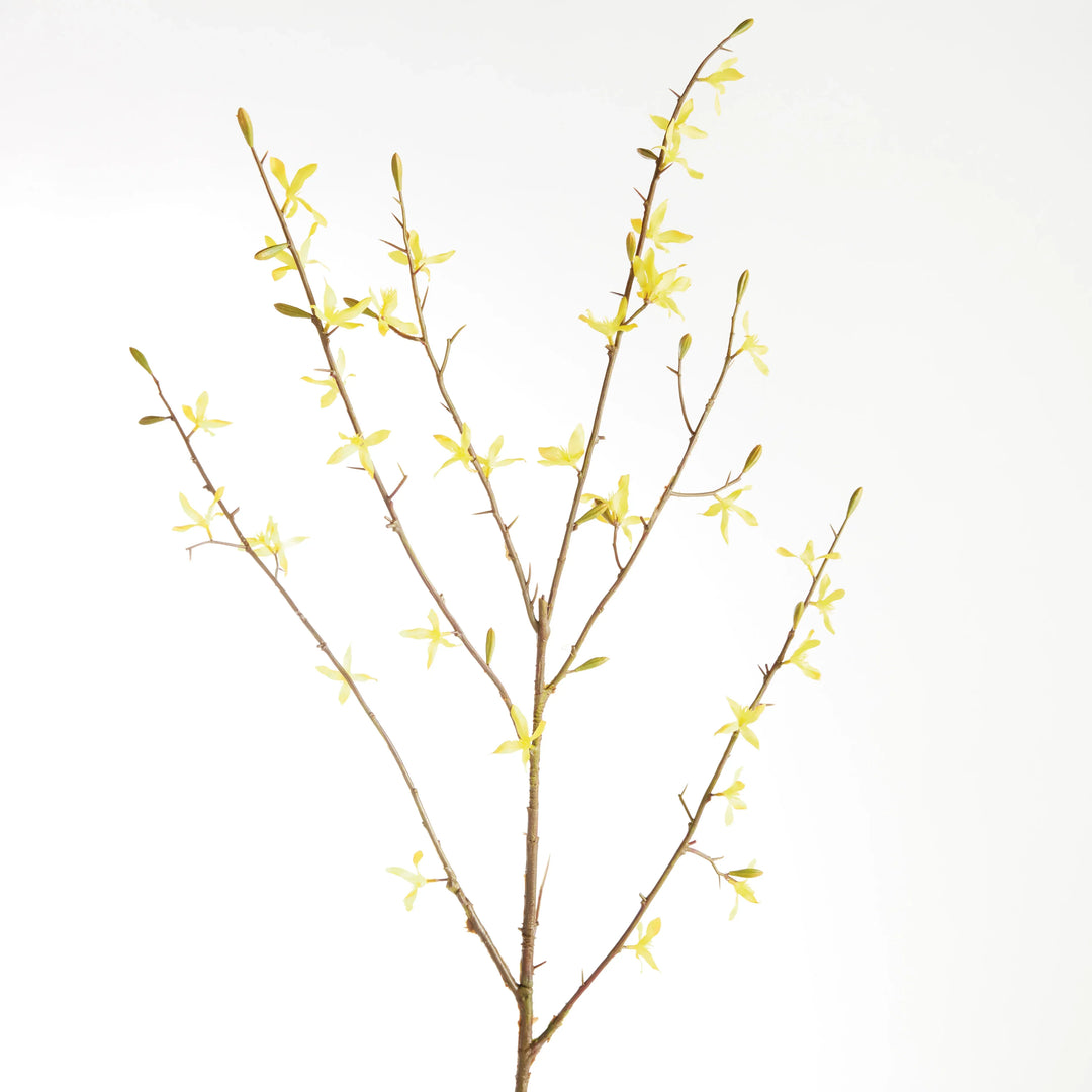 Forsythia Stems 47", Set Of 6 – Modern Organic