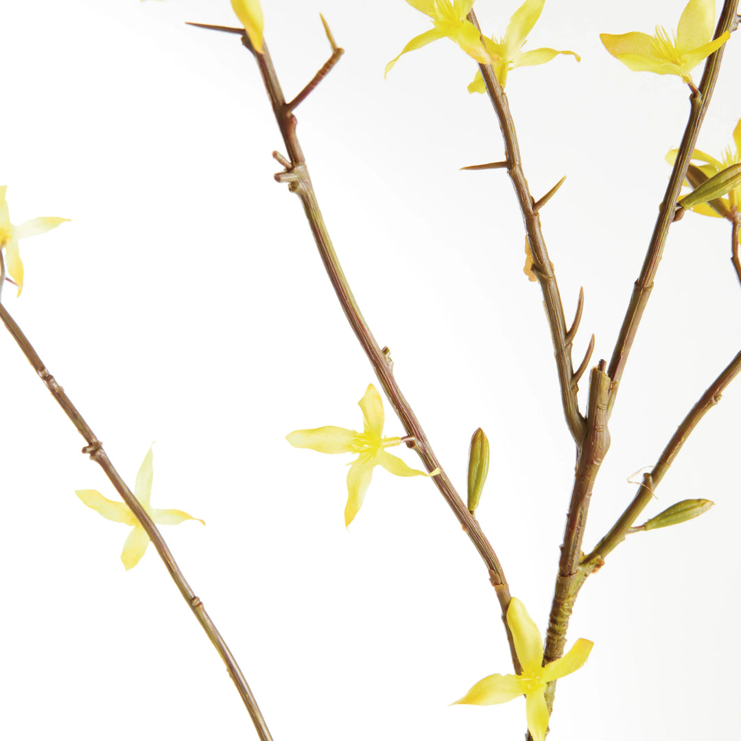 Forsythia Stems 47", Set Of 6 – Modern Organic