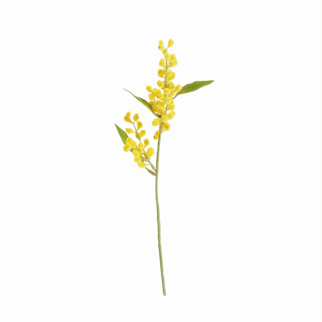 Mimosa Cuttings 11", Set Of 12 – Modern Organic