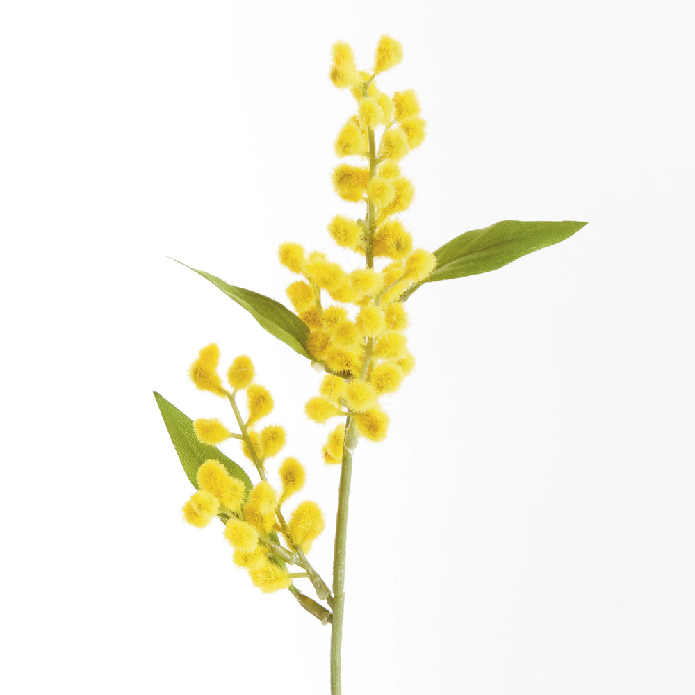 Mimosa Cuttings 11", Set Of 12 – Modern Organic