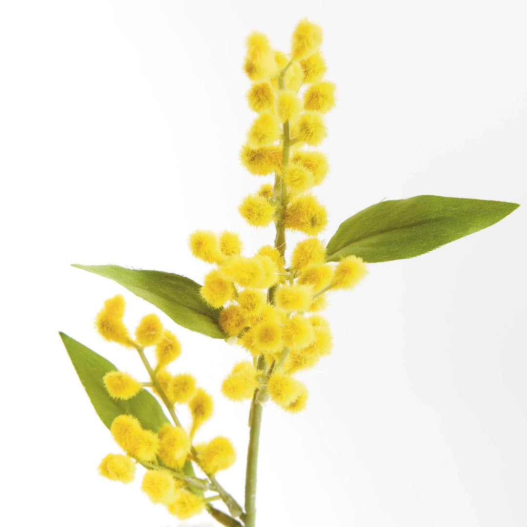 Mimosa Cuttings 11", Set Of 12 – Modern Organic