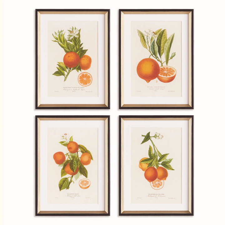 Citrus Cuttings Study, Set Of 4 – Modern Organic