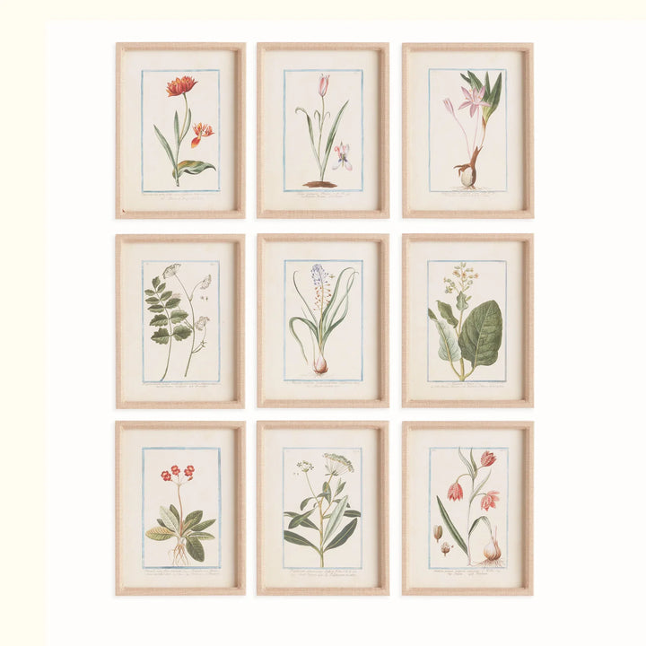 Dainty Flora &amp; Fauna Study, Set Of 9 – Modern Organic