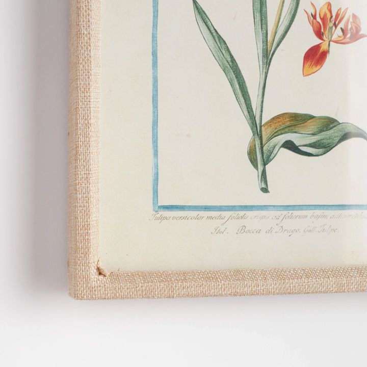 Dainty Flora &amp; Fauna Study, Set Of 9 – Modern Organic
