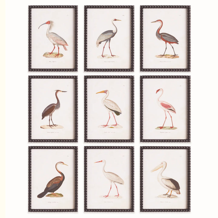 Aquatic Birds Study, Set Of 9 – Modern Organic