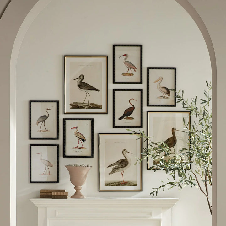 Aquatic Birds Study, Set Of 9 – Modern Organic