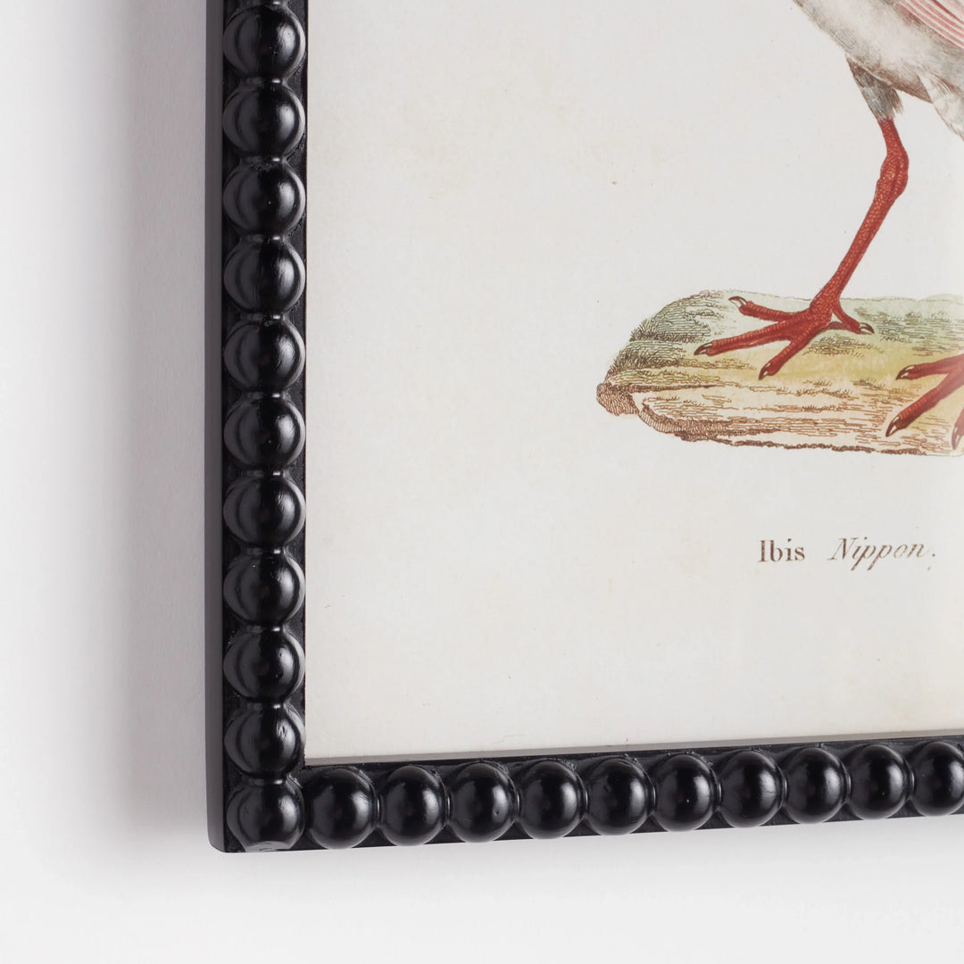 Aquatic Birds Study, Set Of 9 – Modern Organic