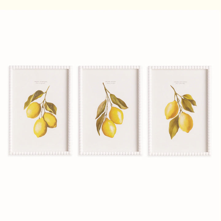 Lemon Cuttings Study, Set Of 3 – Modern Organic