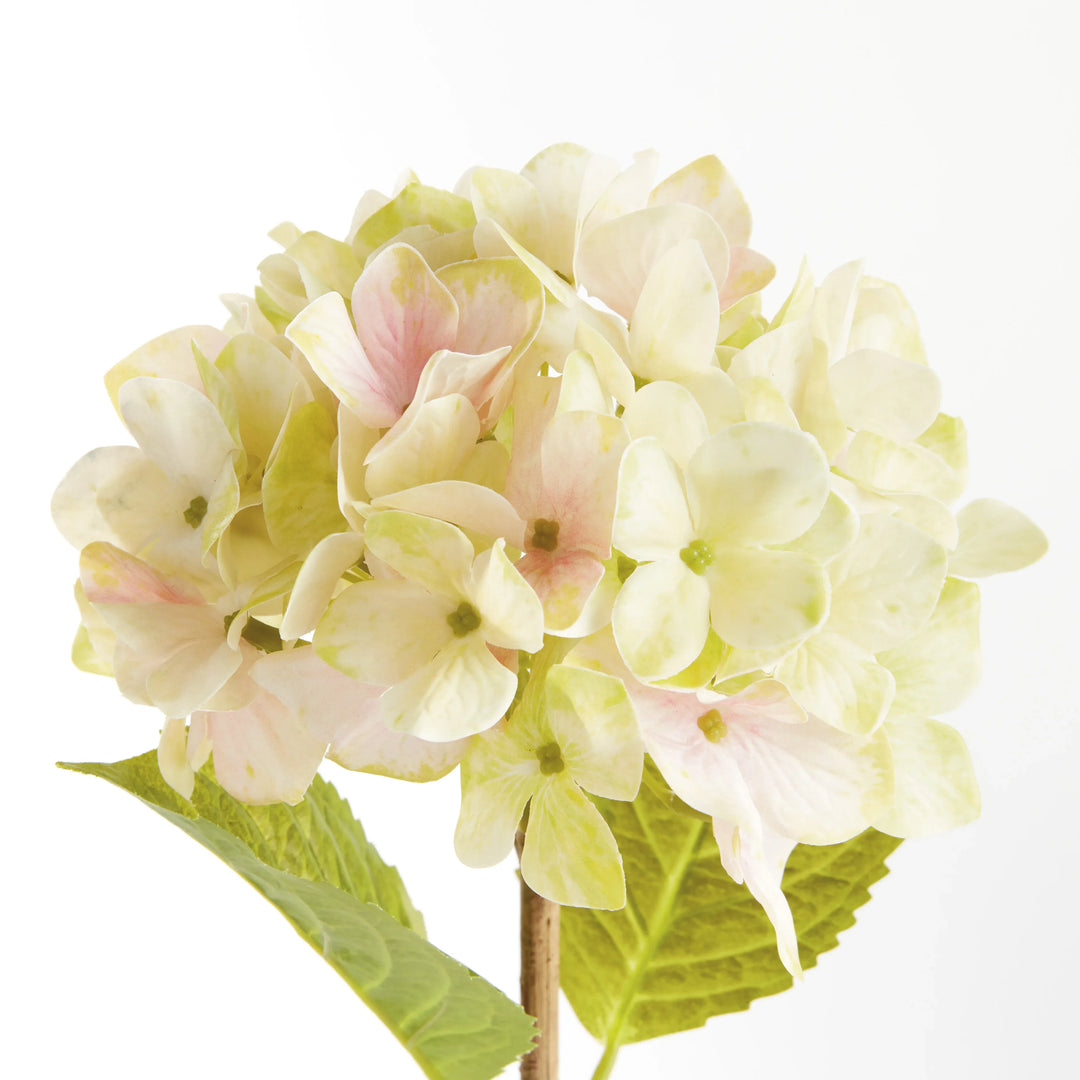 Hydrangea Stems 18", Set Of 6 – Modern Organic