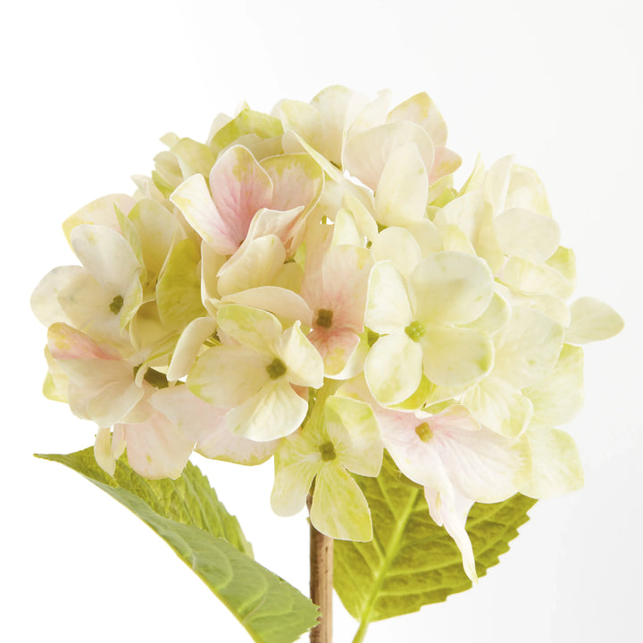 Hydrangea Stems 18", Set Of 6 – Modern Organic
