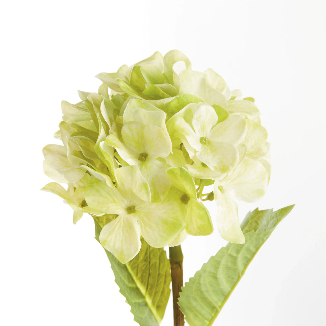 Hydrangea Stems 18", Set Of 6 – Modern Organic