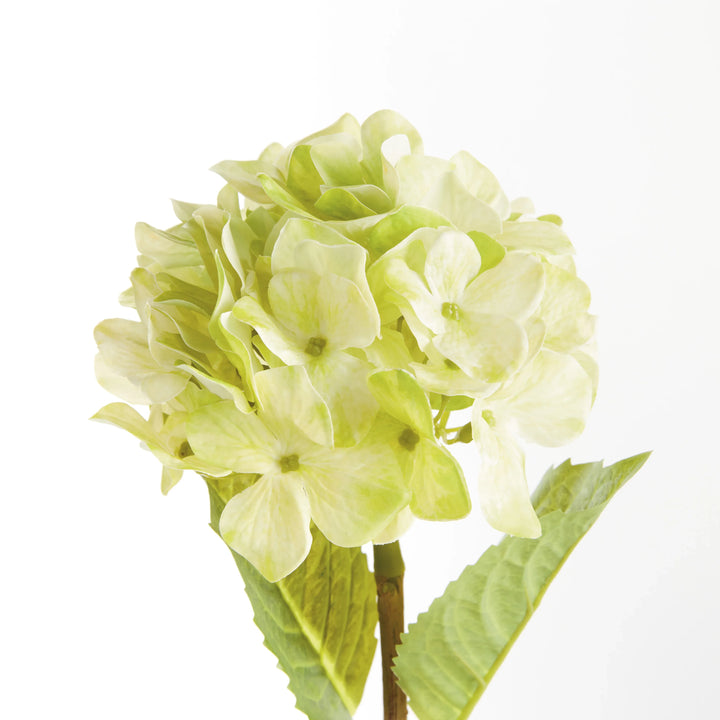 Hydrangea Stems 18", Set Of 6 – Modern Organic