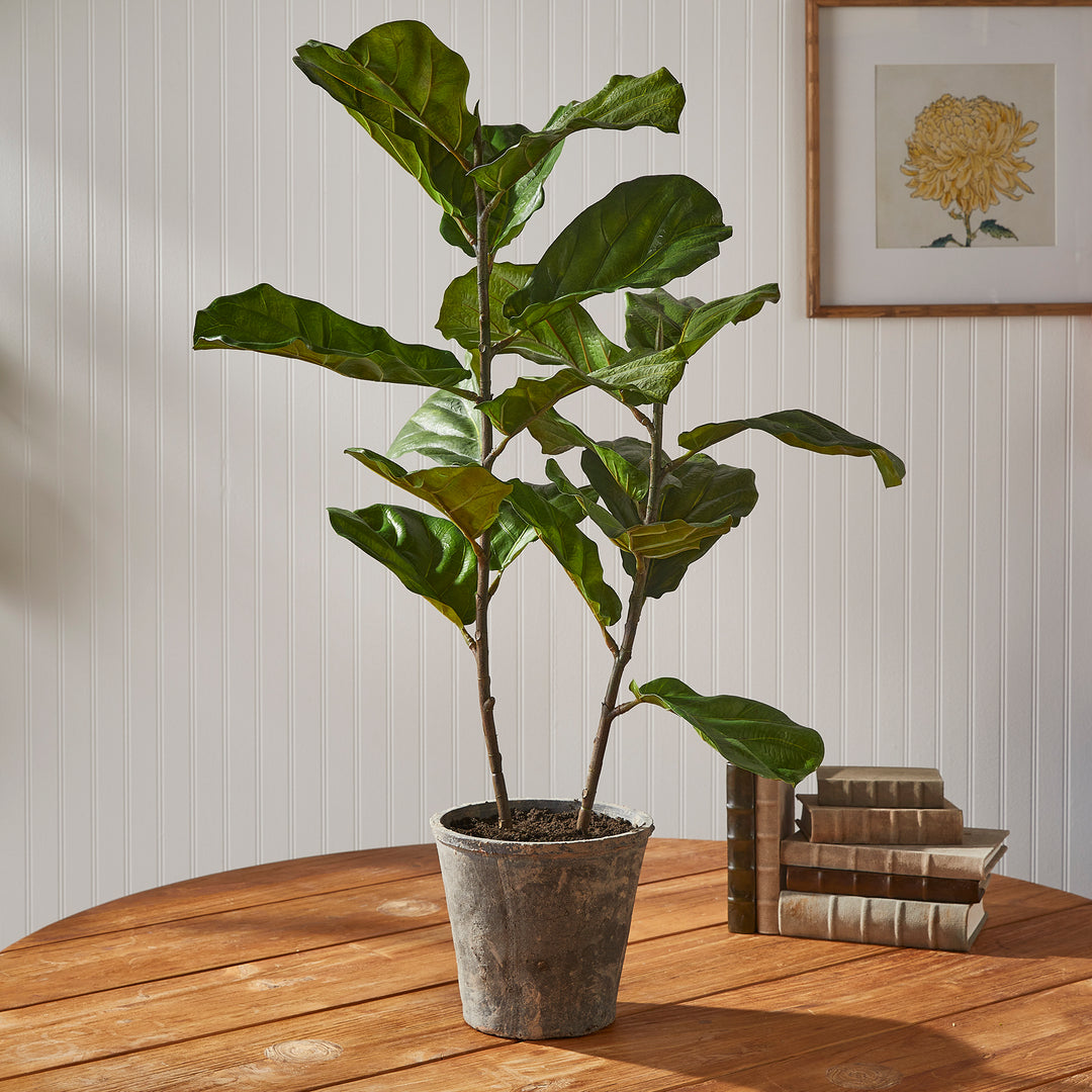 Fiddle Leaf Fig Planter Potted 43"