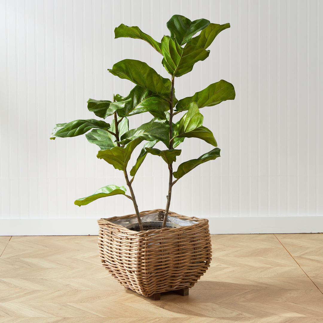 Fiddle Leaf Fig Planter Potted 43"