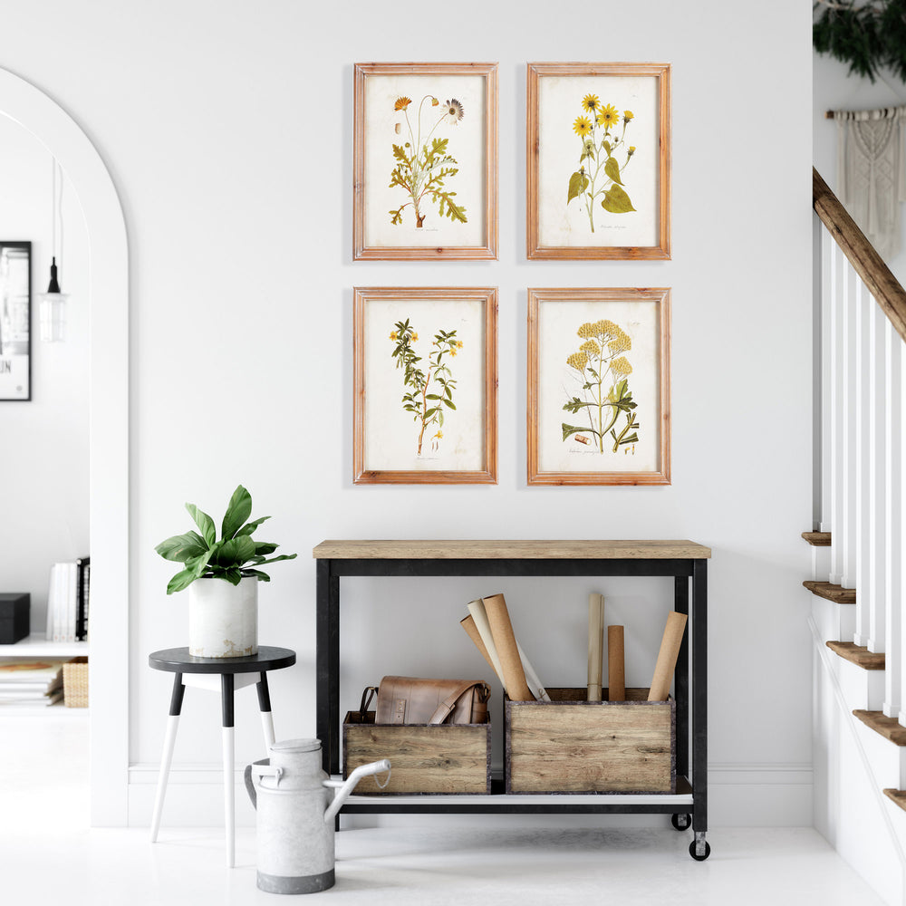 Golden Wildflower Study Wall Prints, Set Of 4