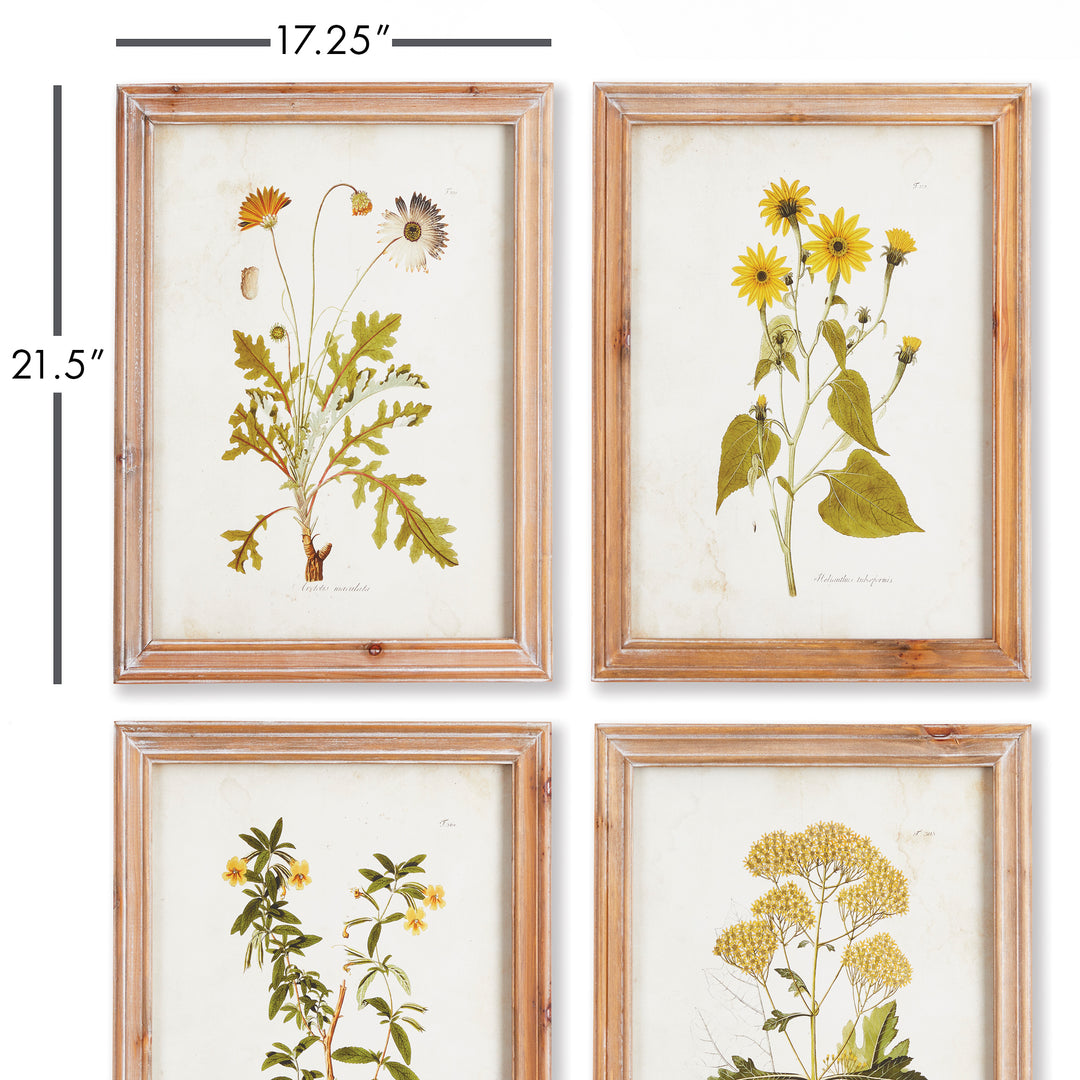 Golden Wildflower Study Wall Prints, Set Of 4