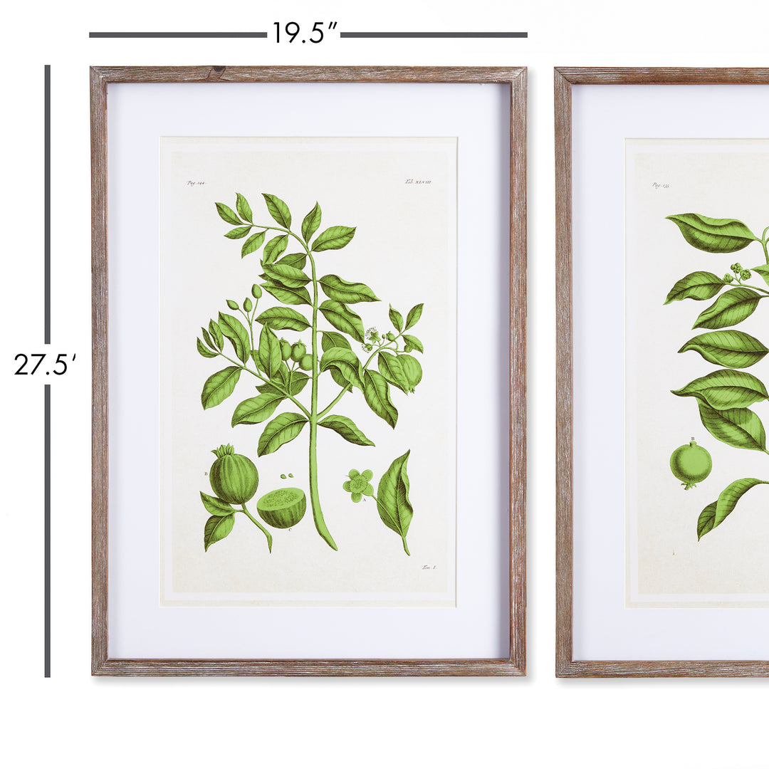 Guava Wall Prints, Set Of 2