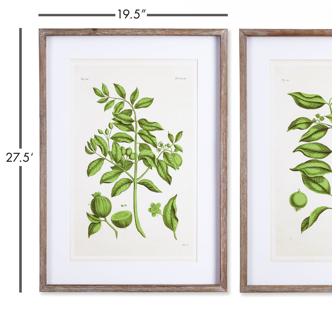 Guava Wall Prints, Set Of 2