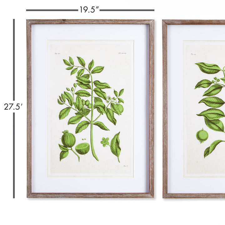 Guava Wall Prints, Set Of 2