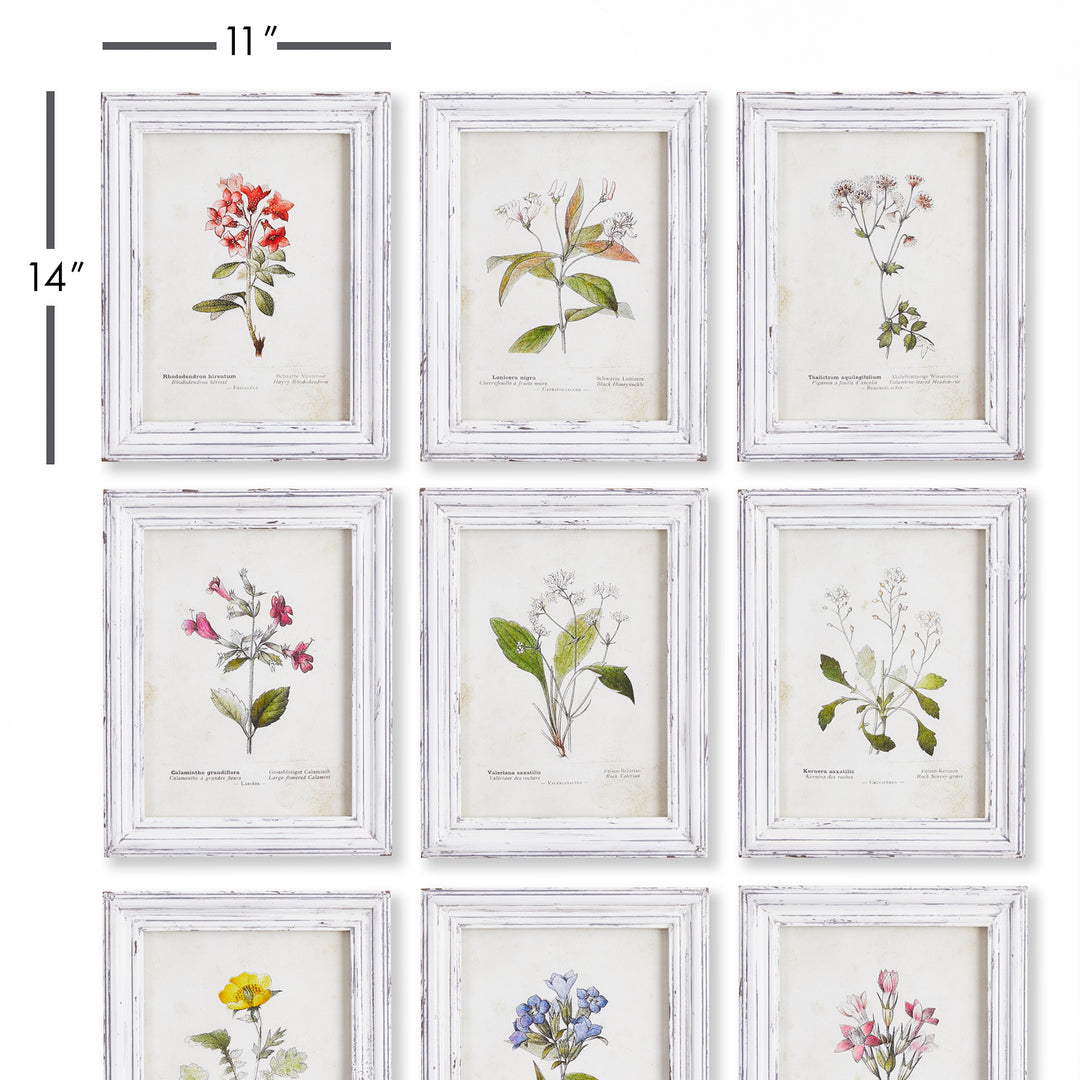 Garden Meadow Study Wall Prints, Set Of 9