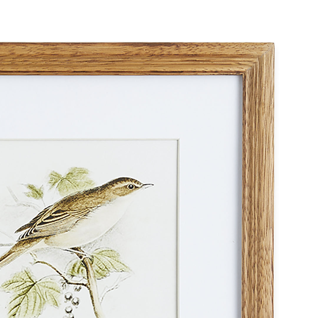 Bird Study Wall Prints, Set Of 4