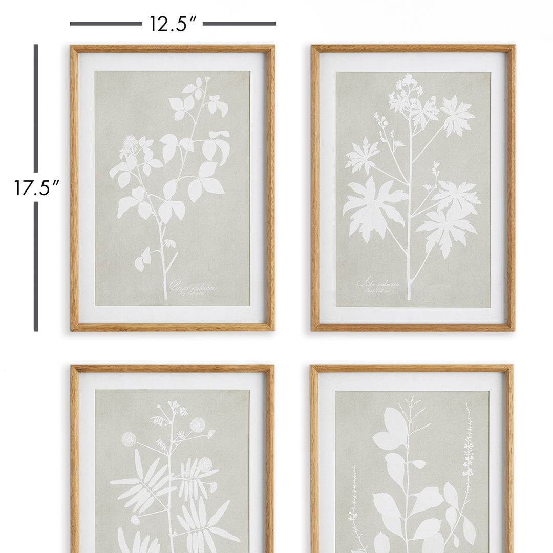 Foliage Study Wall Prints, Set Of 4