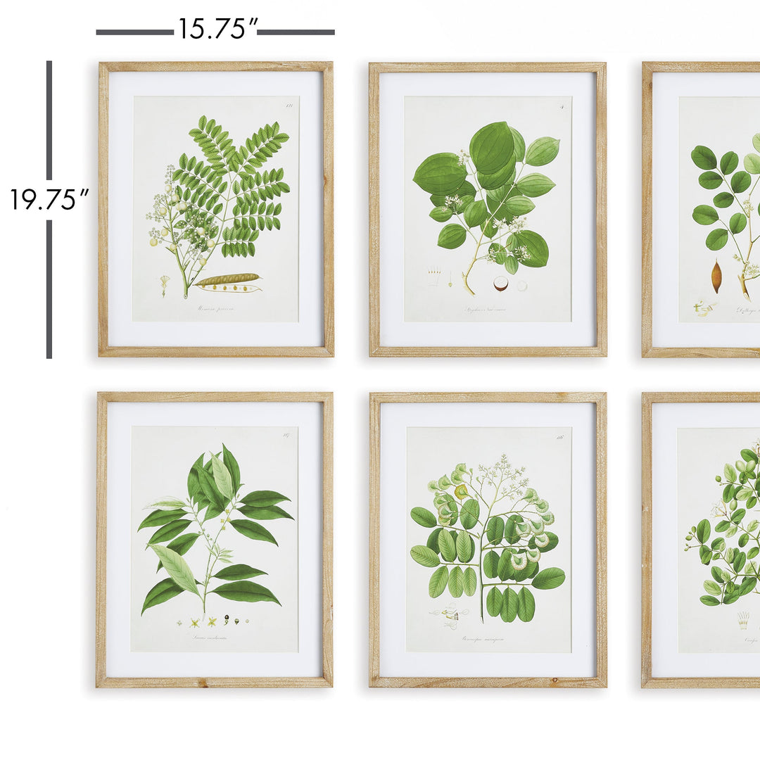 Tree Leaf Study Wall Prints, Set Of 6