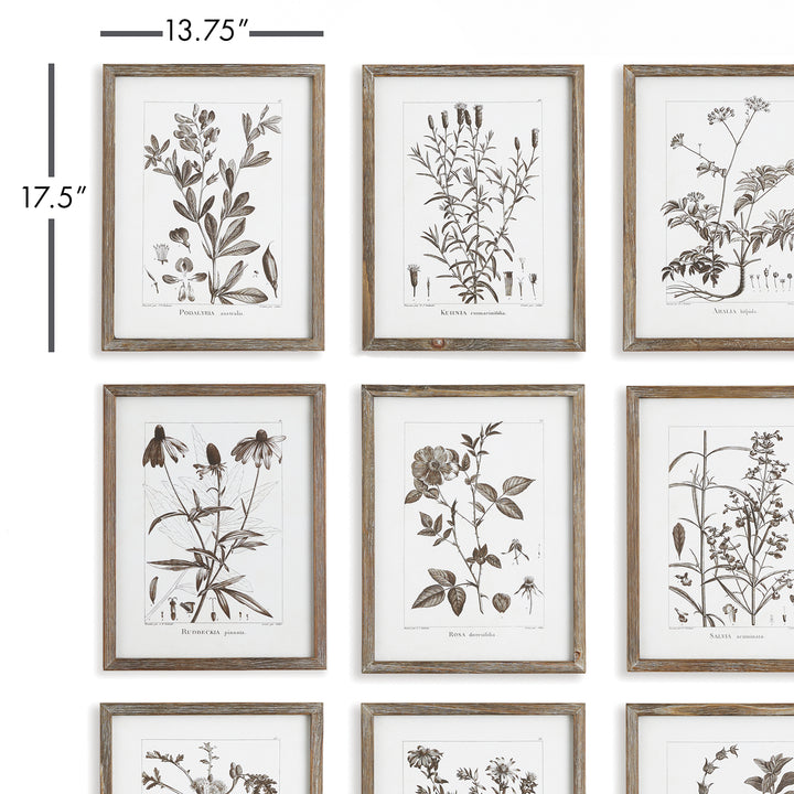 Rustic Foliage Study Wall Prints, Set Of 9