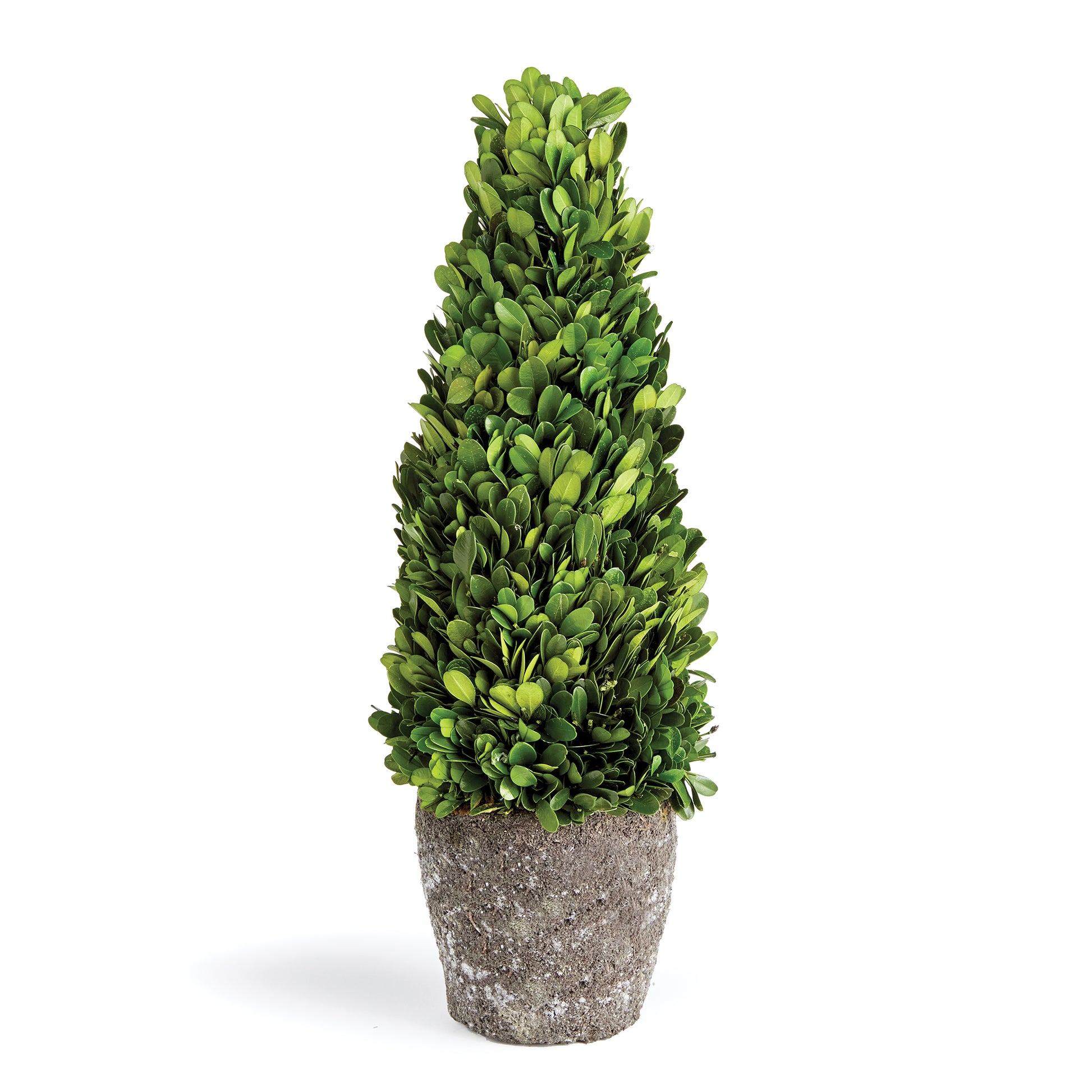 Introducing a novel idea, real English boxwoods with their own standard root ball, ready to drop in to your favorite vessel. It's never been easier. Preserved and painstakingly assembled by our masterful topiary artists, and now customizable to your choice of pot. The possibilities are endless!