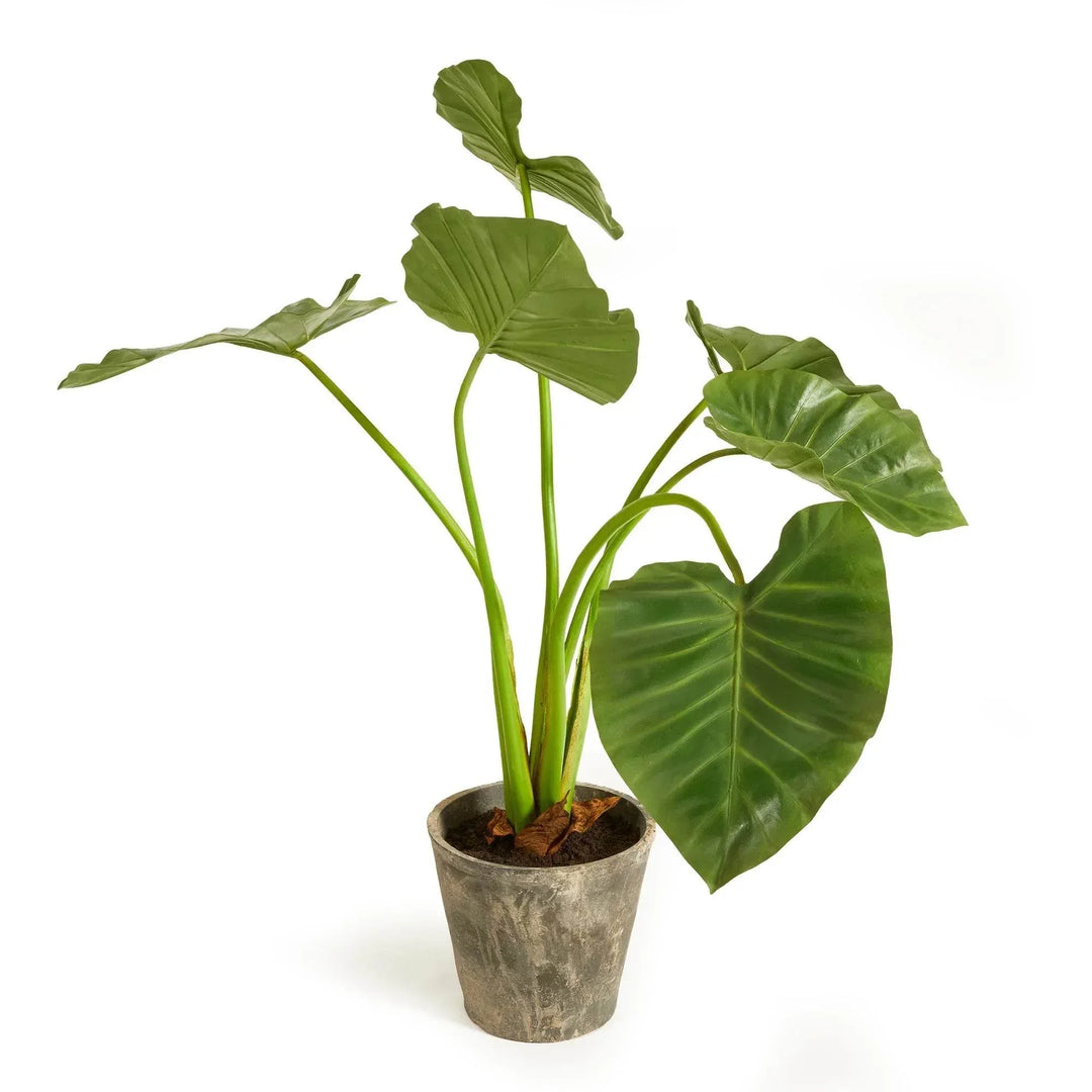 elephant ear plant in a pot Artificial Elephant Ear Plant