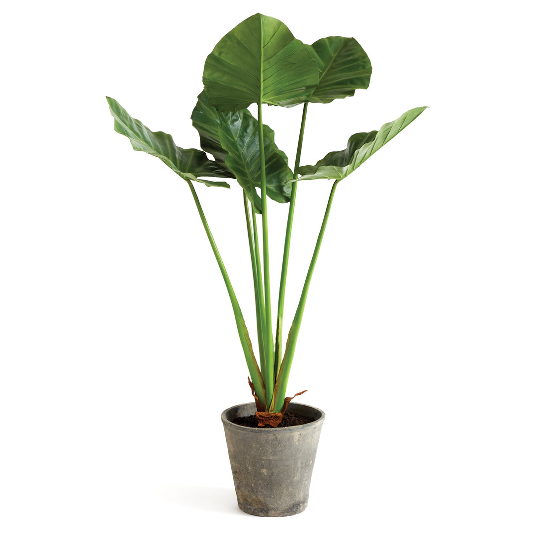 Studio image of tall artificial elephant ear plant in ceramic pot, styled for organic design with sculptural leaf structure.