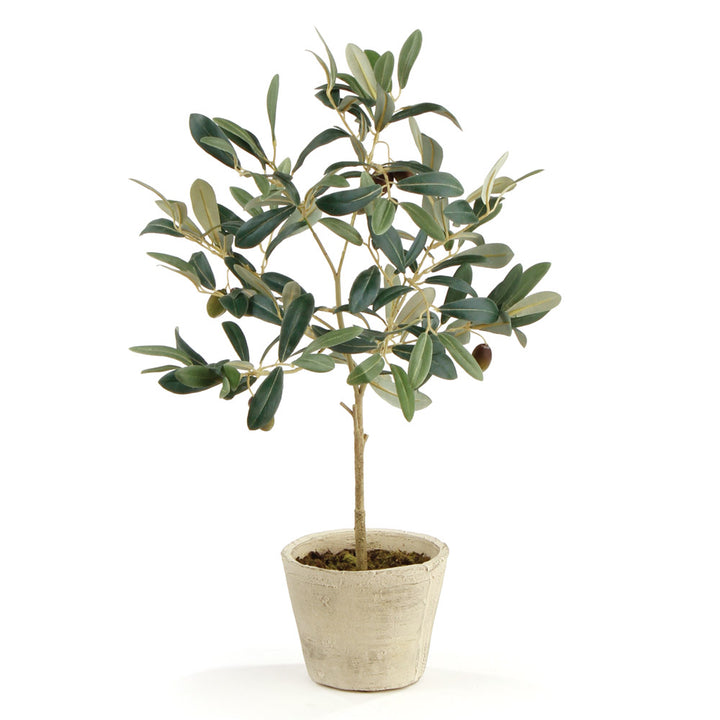 Artificial olive tree with green leaves and fruit in a pale ceramic pot, shown full length against plain white, Mediterranean