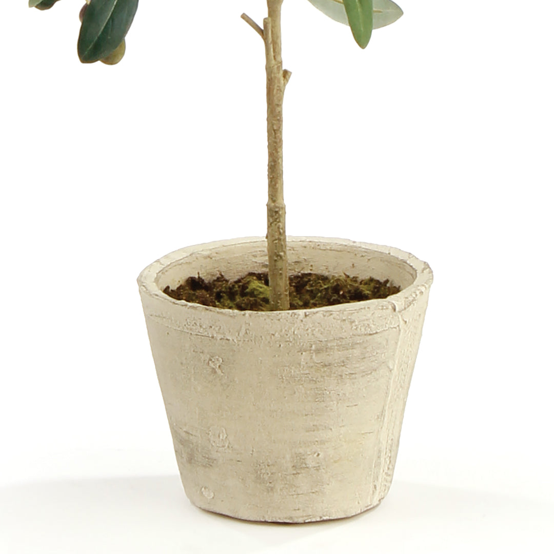 Detail of the pale ceramic pot and thin central trunk on a small artificial olive tree, shown against white, Mediterranean