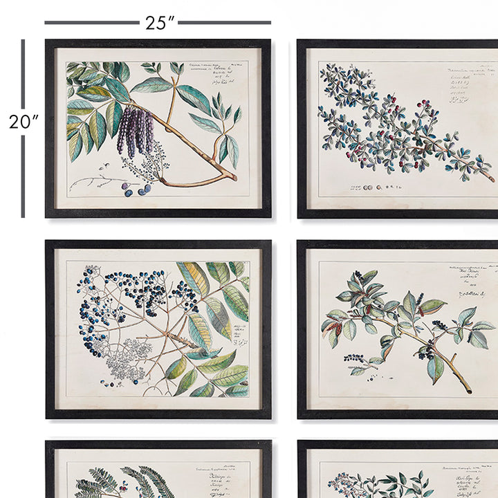 Berry Branch Botanical Study, Set Of 6