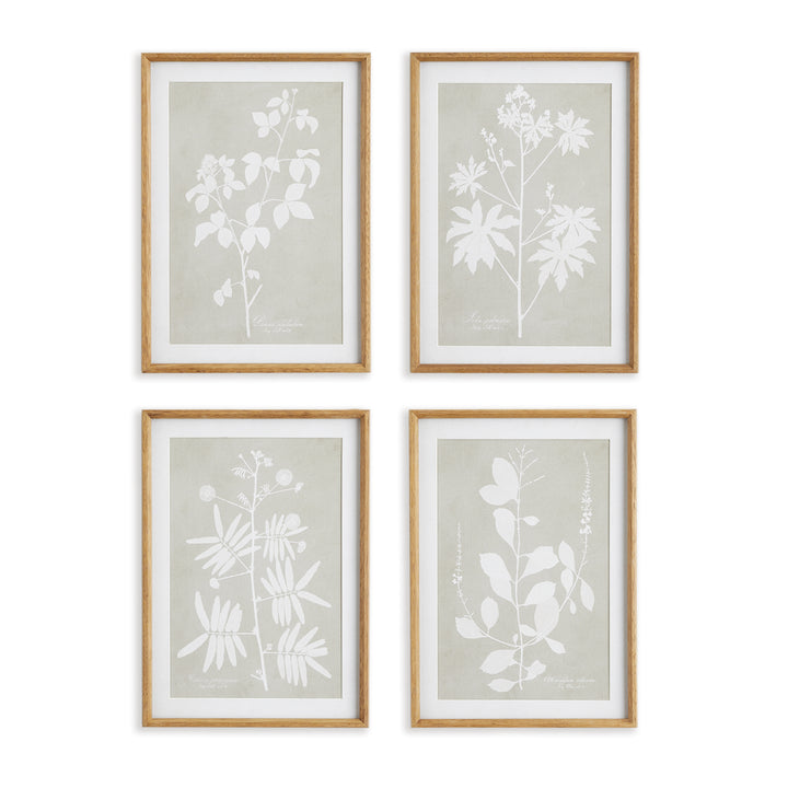 Foliage Study Wall Prints, Set Of 4