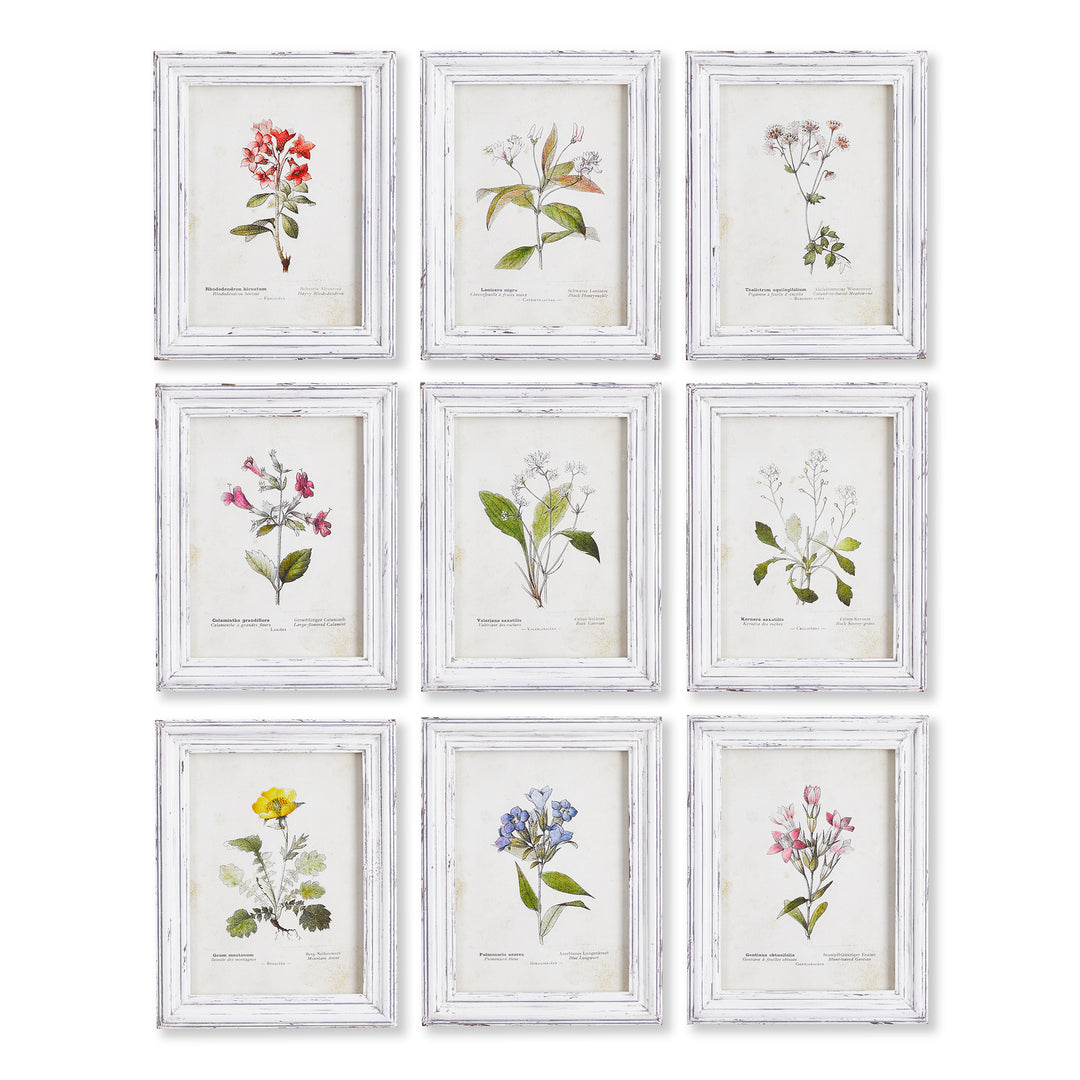 Garden Meadow Study Wall Prints, Set Of 9